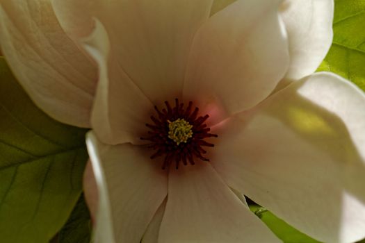 Closeup about a blossom Magnolia tree