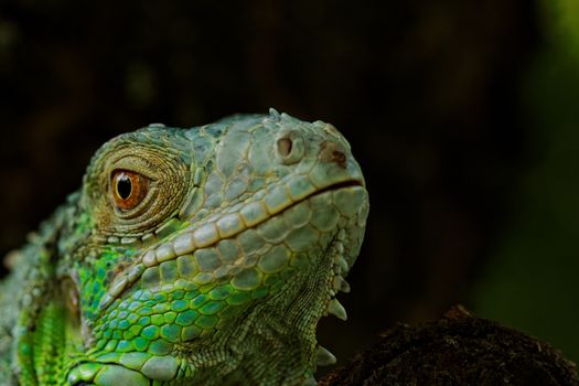 portrait about a green iguana on the tree