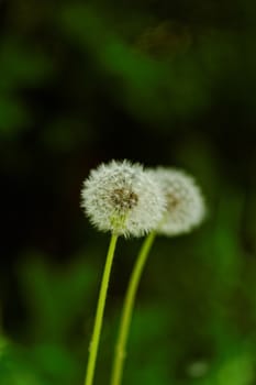 close-up of a dandelion flower