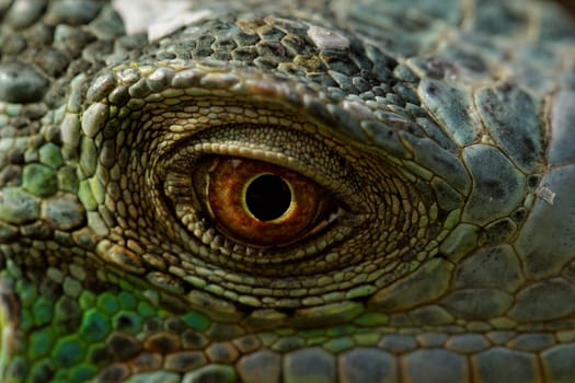 macro of a fantastic green iguana eye