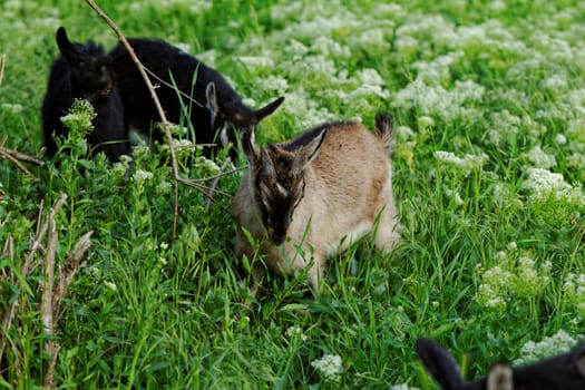 Goats grazing in the meadow