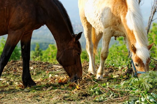 horses in the paddock