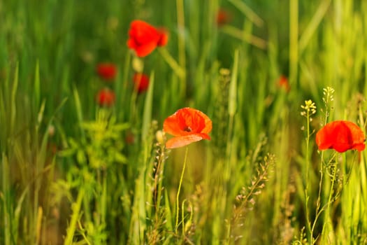 Huge red colored poppy field