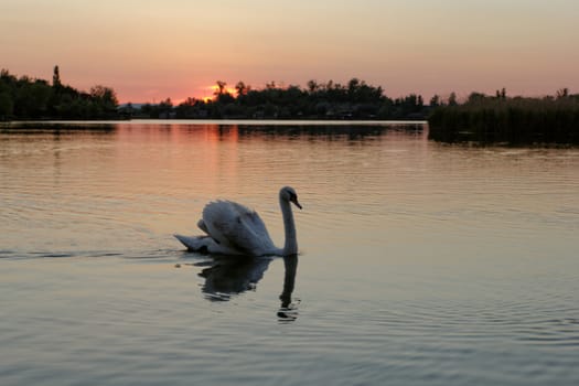 Lonely swan swimming by the rising sun