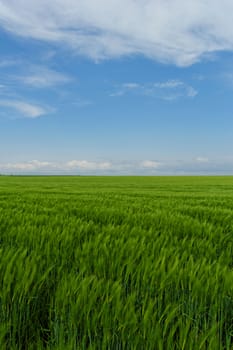 green wheat field under the blue cloudy sky