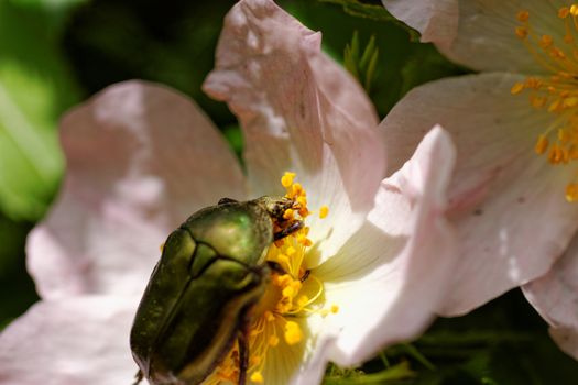 close up about copper flower beetle on flower (Protaetia fieberi)