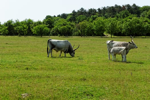 Ruminant Hungarian gray cattle bull on grass