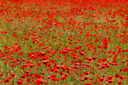 Huge red colored poppy field