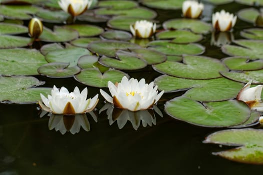 water lily on the small Lake