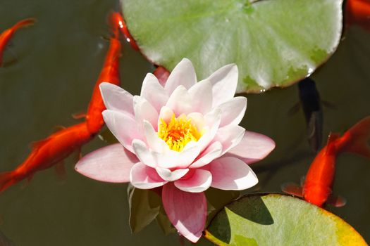 pink water lily in the lake with goldfish