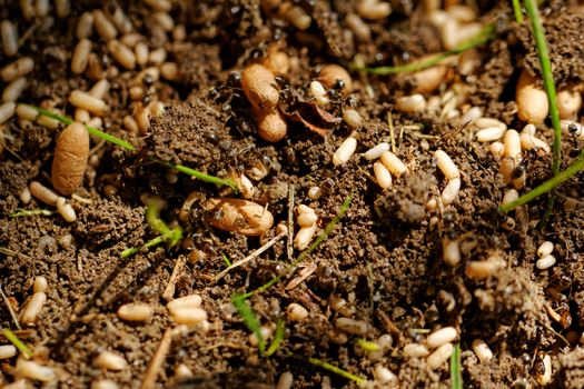 in the anthill moving ants the eggs