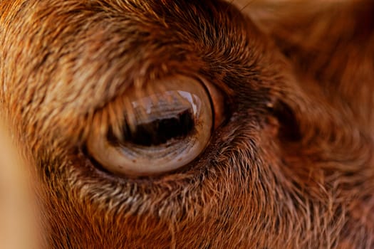 close up picture about yellow goats eye