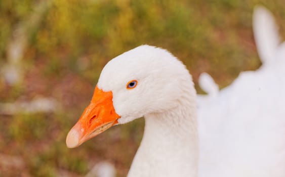 White geese with blue eyes, in farm