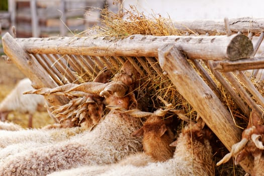 many goats with horn eating on the farm 