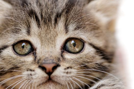 close up on a kittens face portrait