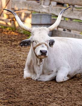 Ruminant Hungarian gray cattle bull in the corral