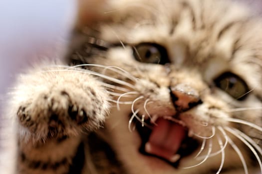 close up on a kittens face portrait