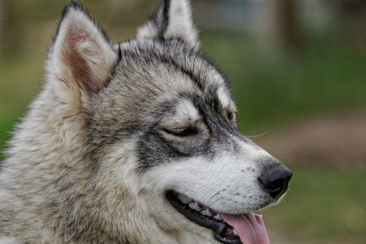 portrait of a beautiful husky dog with brown eyes