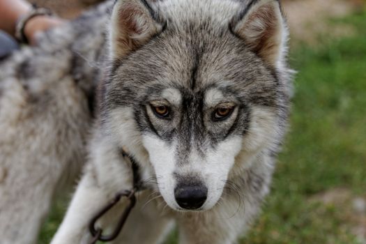 portrait of a beautiful husky dog with brown eyes