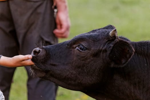 motley cow graze in a field (free range)