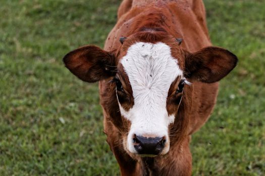 motley cow graze in a field (free range)