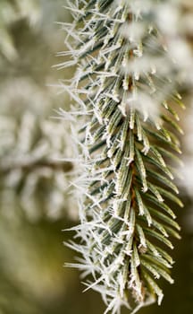 hoarfrost on silver pine branch