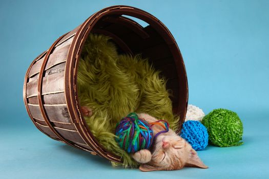 Adorable Little Baby Orange Tabby Kitten in Studio