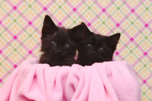 Two Cute Black Kittens on Pink Pretty Background