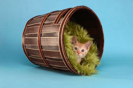 Adorable Little Baby Orange Tabby Kitten in Studio