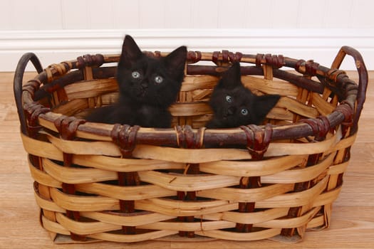 Adorable Kittens Inside a Basket on White