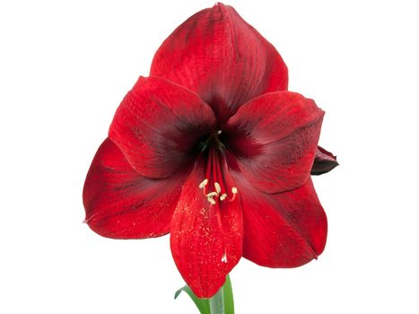 red amariyllis flower over white background