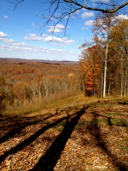 Brown County Trees in Shadows