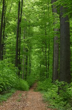 view on road in forest at spring