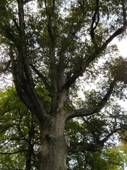 Tree and branches reach into the sky
