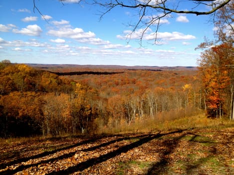 Brown County Trees in Shadow