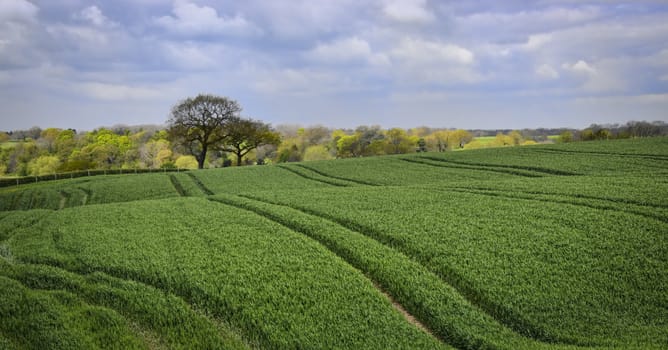 Rolling English countryside in spring, with the leaves just starting to shoot on the trees and tractor lines through a fresh growing crop