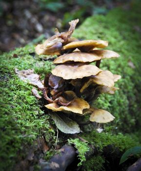 Brown fungus growing on a green moss covered trunk