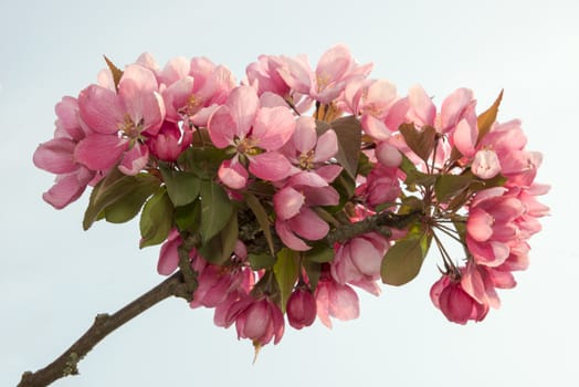pink flower blossum in spring