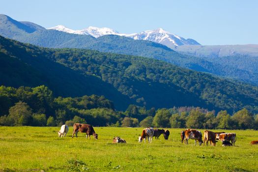 herd of cows grazing on a mountain pasture