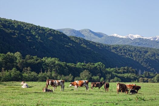 herd of cows grazing on a mountain pasture