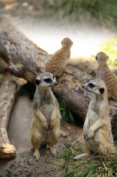 Meerkat or suricate (Suricata, suricatta) is a small mammal and a member of the mongoose family. Zoo in New Zealand