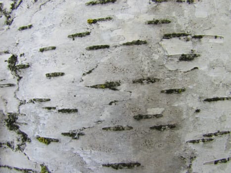 White birch bark with black speckles