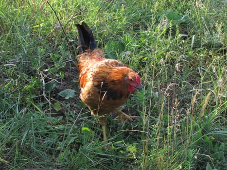Rooster on the lawn of green grass