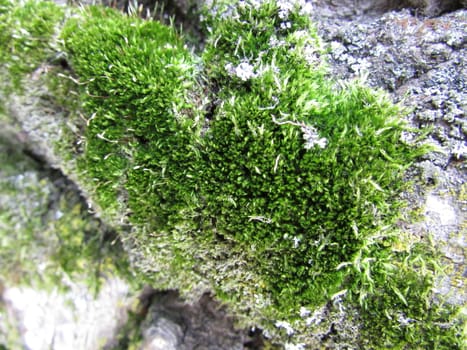 Growth of moss on gray stone