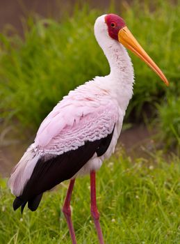 Close up image of a yellow billed stork in breeding plumage