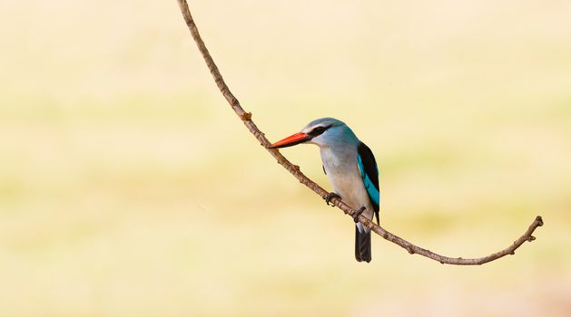 Colorful woodland kingfisher bird resting on a branch