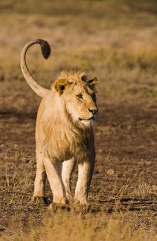Wild lion in the Tanzanian Serengetti