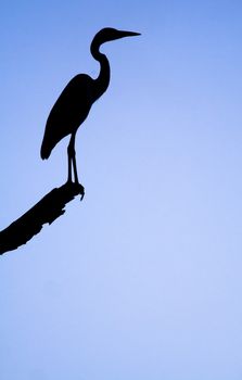A dramatic sunset silhouette of a heron