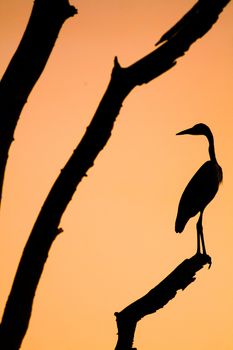 A dramatic sunset silhouette of a heron