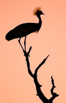 Dramatic Sunset Silhouette of a Crowned Crane Bird